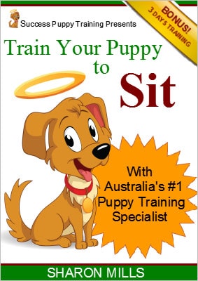 Sit puppy training video