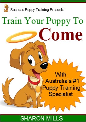 How to train your puppy to come