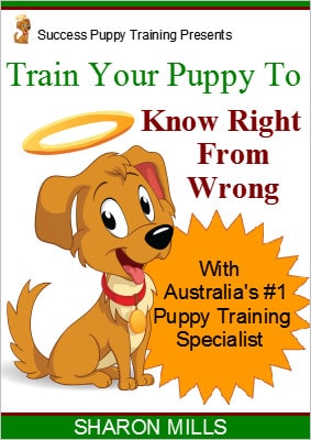How to train your puppy to know right from wrong