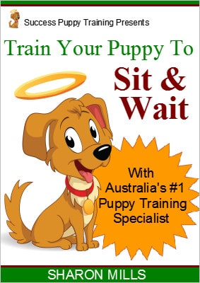 Train your puppy to sit and wait