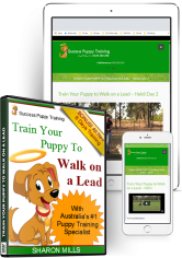 Walk on lead puppy training
