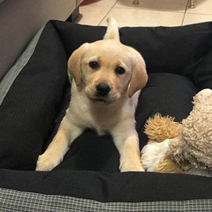 Golden Retriever puppy trained